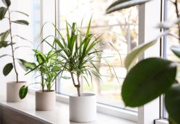 potted plants near window in house