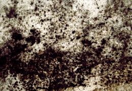 black mold in home