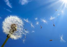 dandelion spurs spring allergies concept