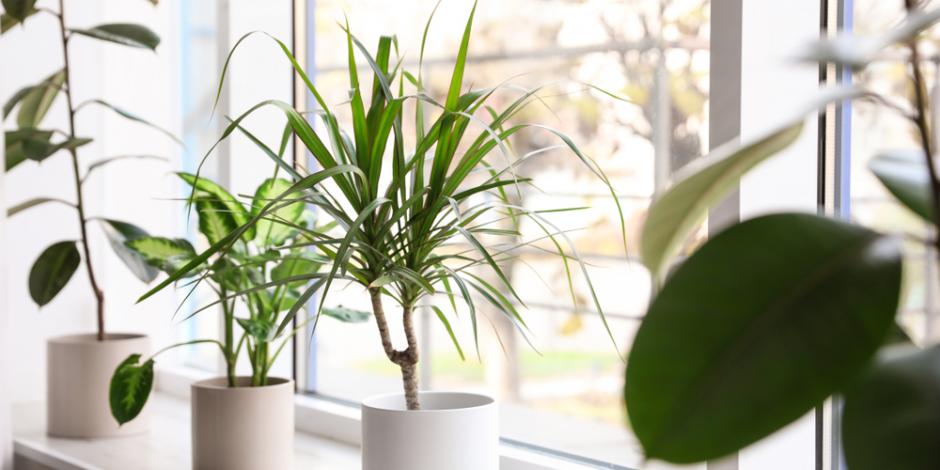 potted plants near window in house