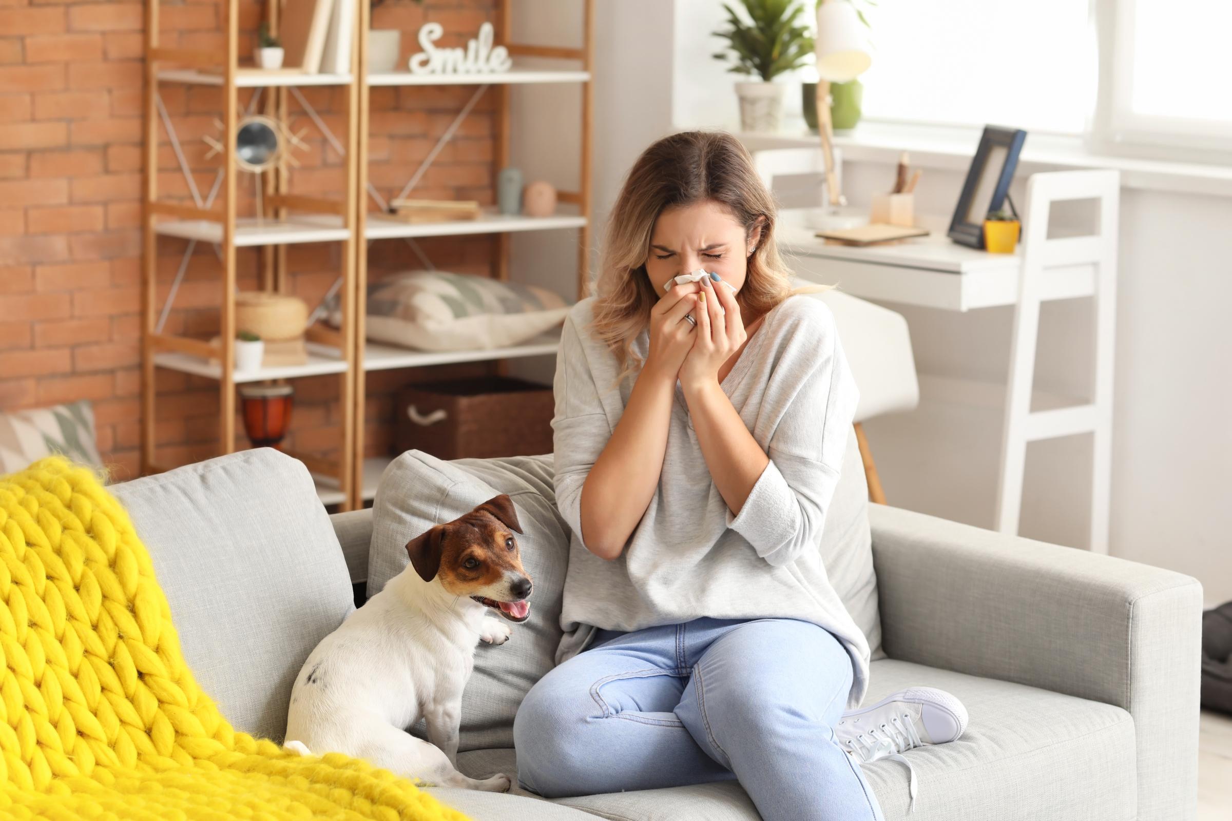 Is It Spring Allergies or Poor Indoor Air Quality? blog header image 