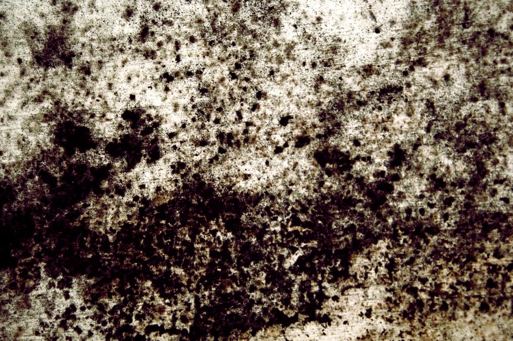 black mold in home