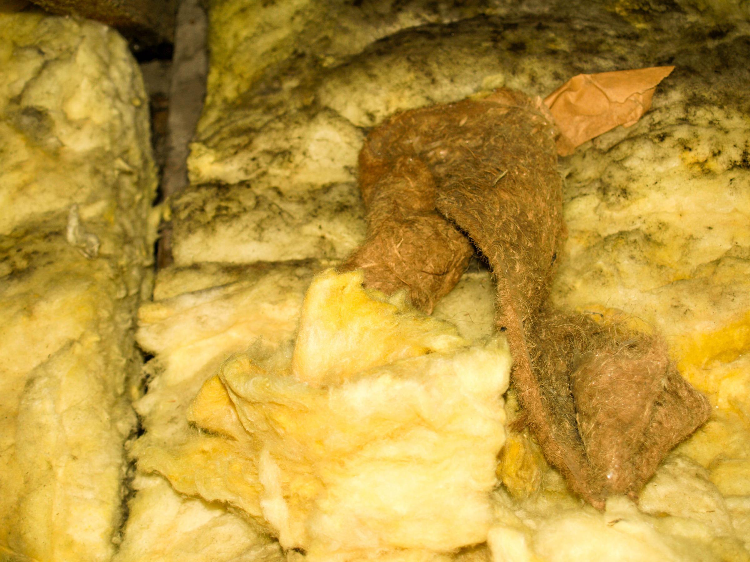 How to Get Rid of Black Mold on Insulation blog header image
