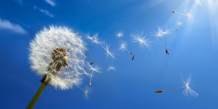 dandelion spurs spring allergies concept